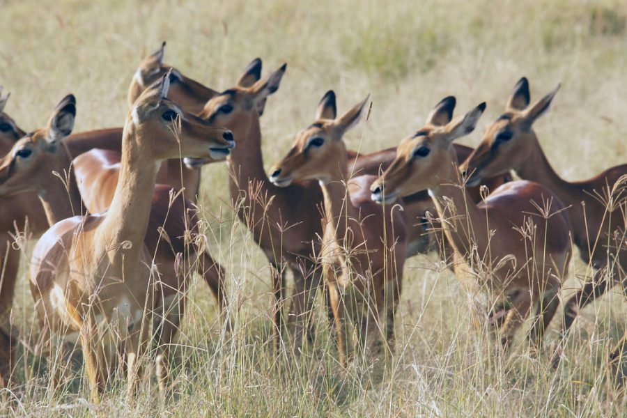 5-Days Magical Kenya Group Safari