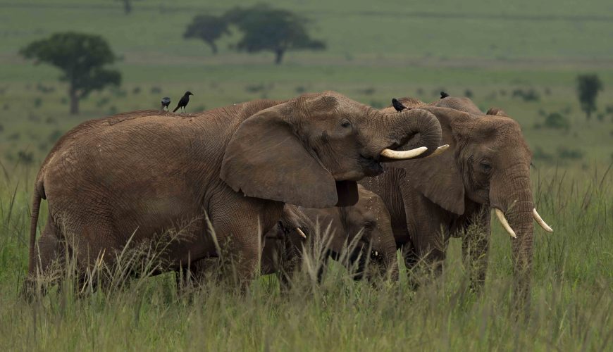 Explore kidepo valley national park with lero safaris