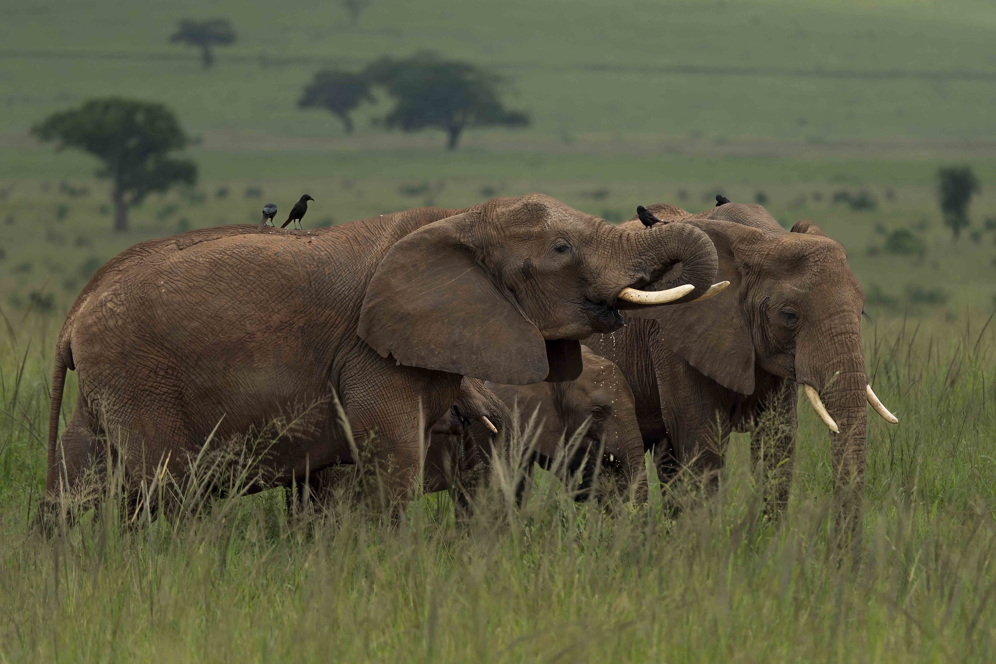 Explore kidepo valley national park with lero safaris