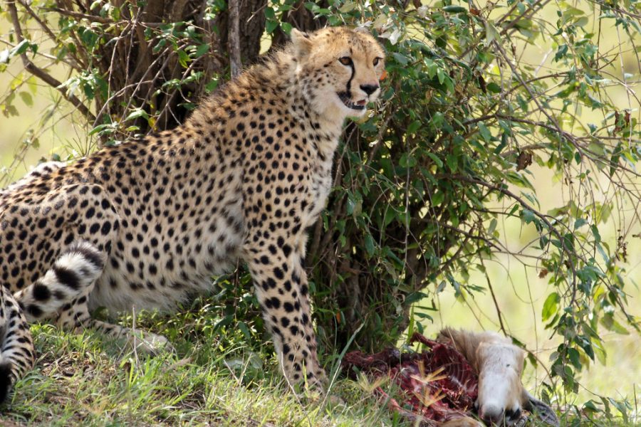 10 days classic Kenya wildlife safari