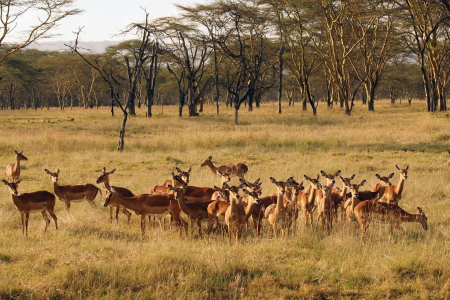 This is a 9-day luxury adventure that will take you through Lake Naivasha, Lake Nakuru, and the Masai Mara. In Lake Nakuru, you'll enjoy a game drive and bird watching.