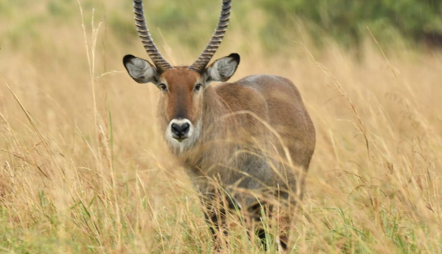 Semuliki National Park 
