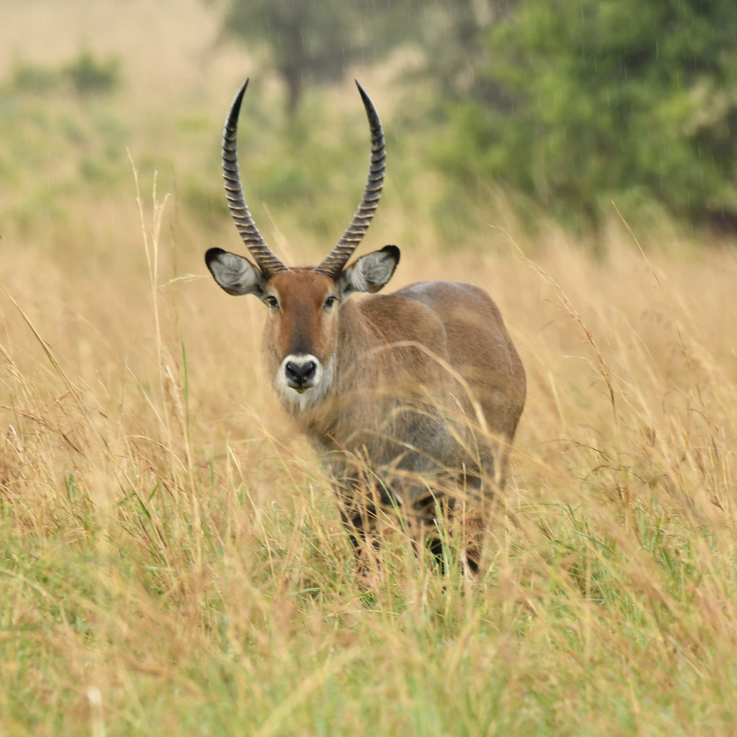 Semuliki National Park 
