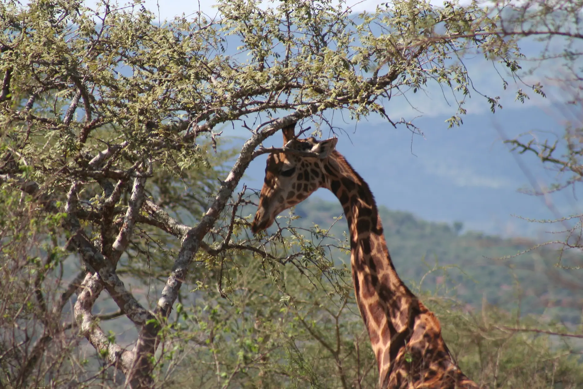 Akagera National Park