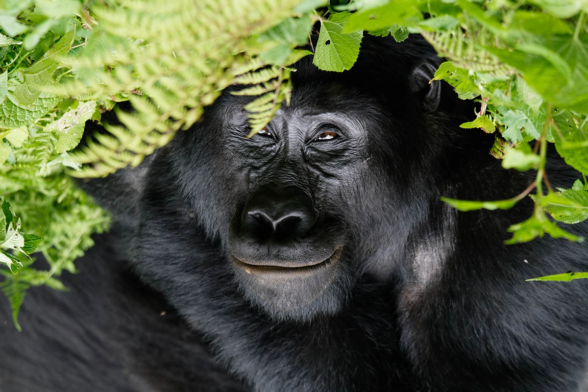 Uganda