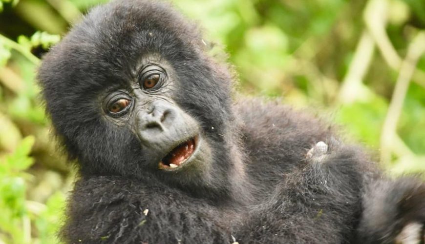 Bwindi Impenetrable National Park