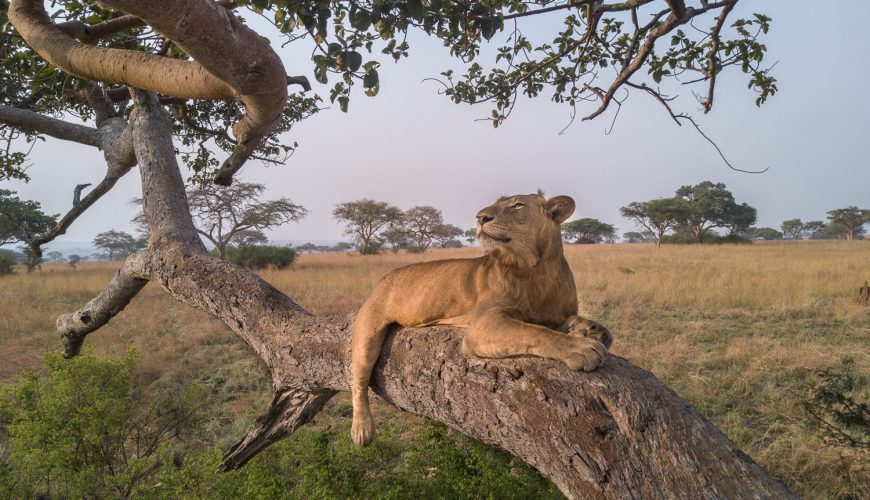 Tree Climbing Lions in Ishasha