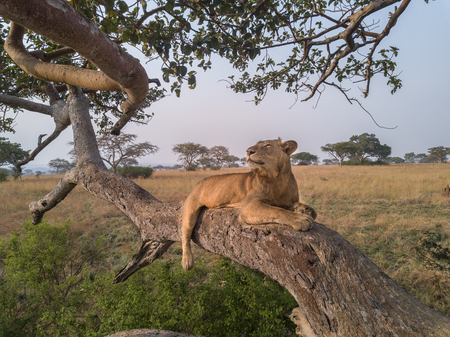 Tree Climbing Lions in Ishasha