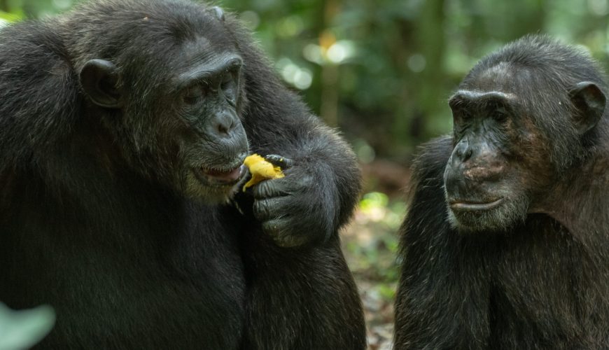 Discover Kibale Forest National Park