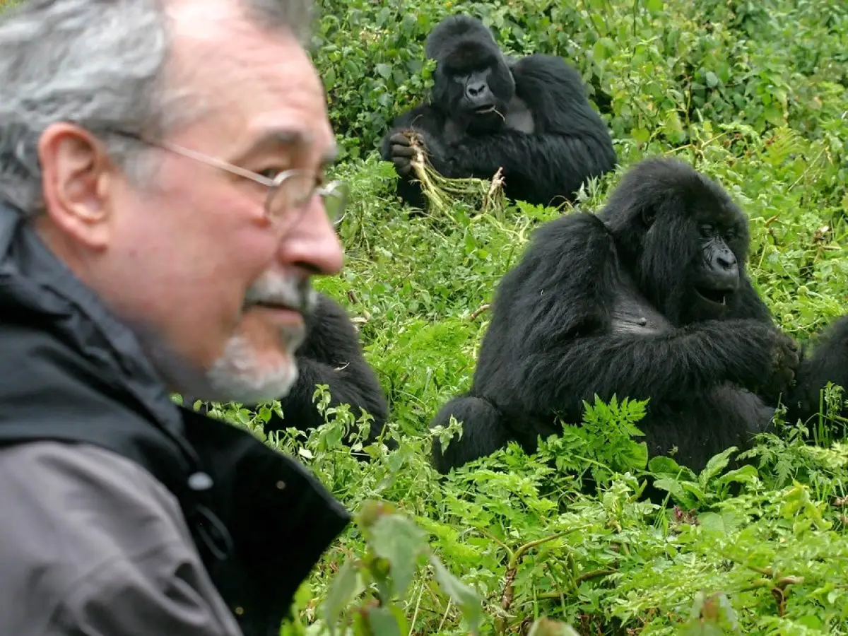 African Destinations : intimate moment capturing a group of mountain gorillas in the Bwindi Impenetrable Forest, Uganda.