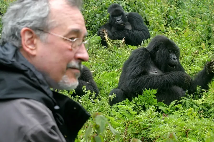 African Destinations : intimate moment capturing a group of mountain gorillas in the Bwindi Impenetrable Forest, Uganda.