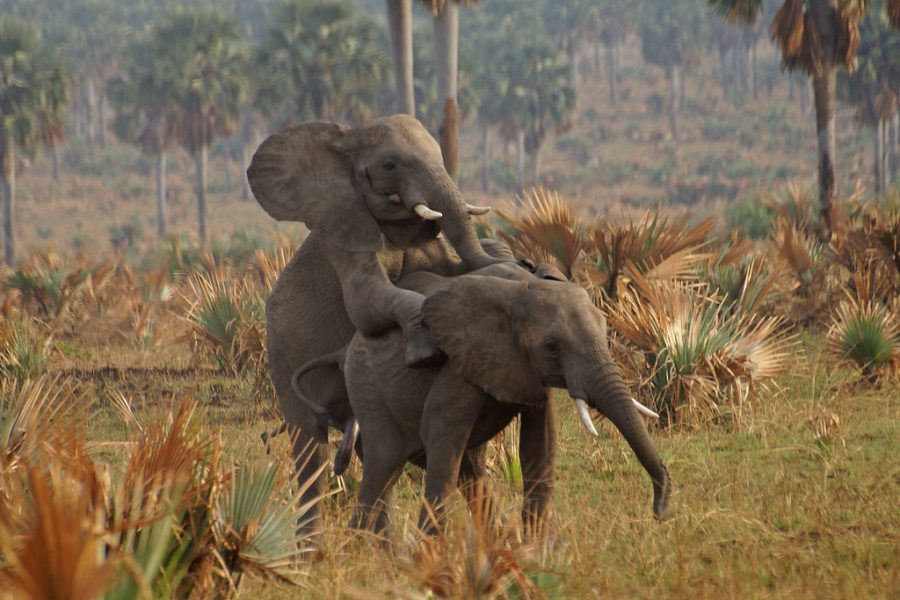 3-Day Luxury Murchison Falls Safari