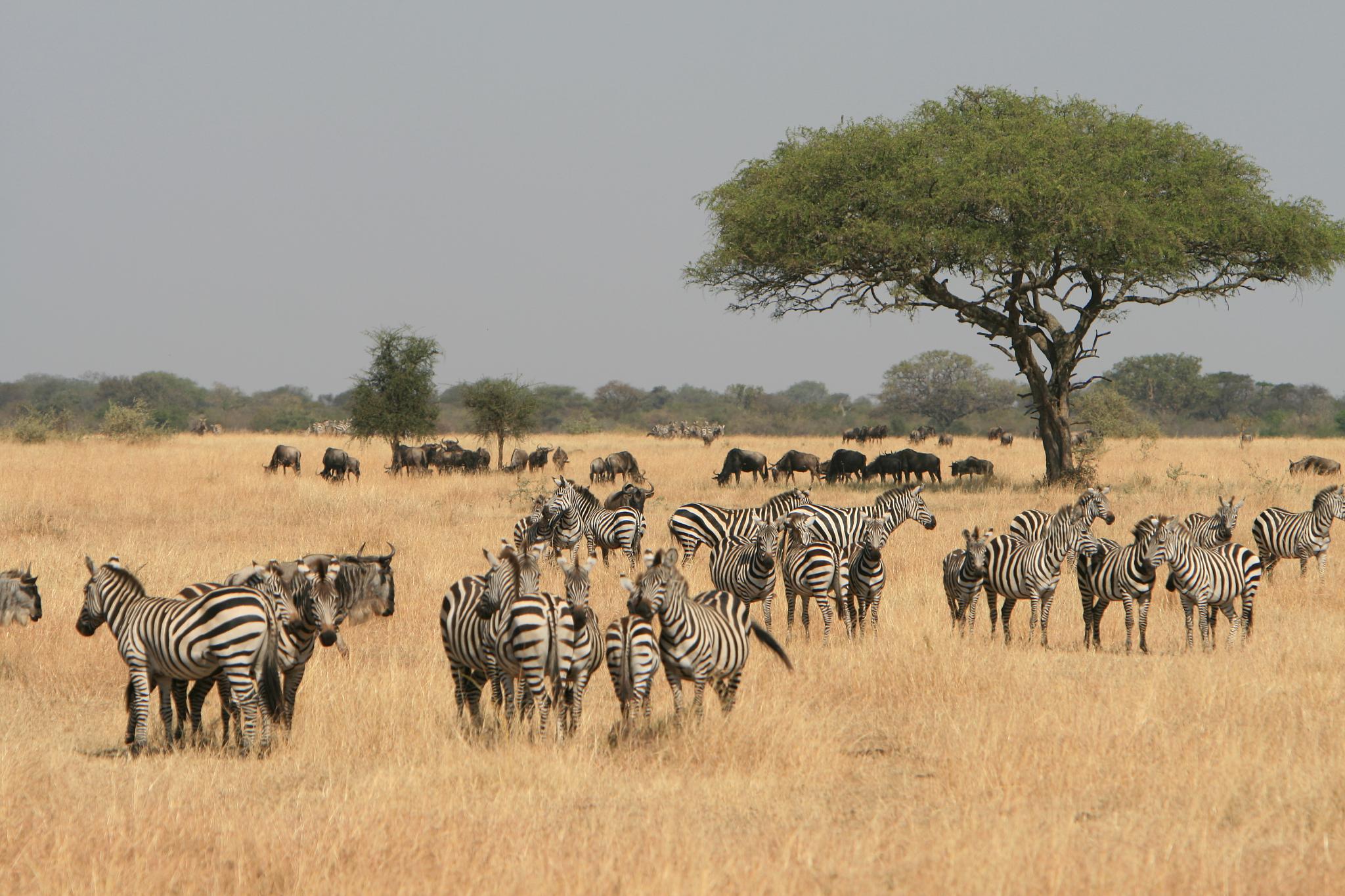 Serengeti