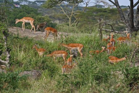 Serengeti