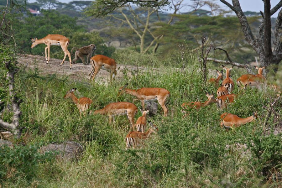 Serengeti