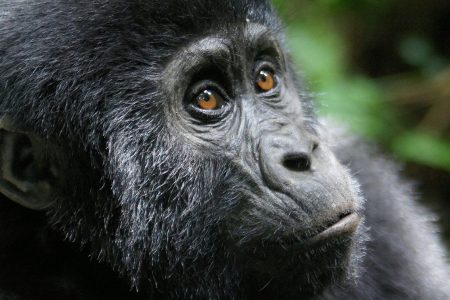 2 Days Gorilla Trekking In Rwanda