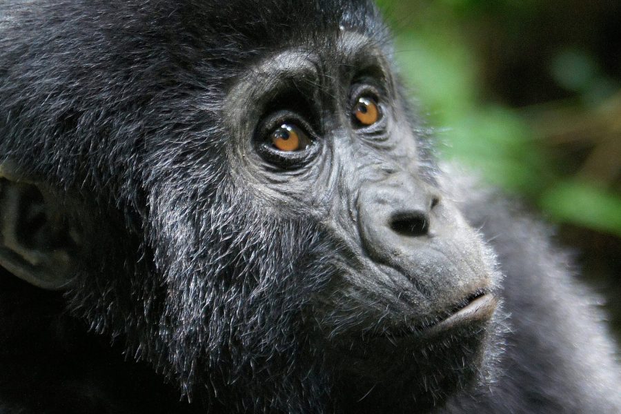 2 Days Gorilla Trekking In Rwanda