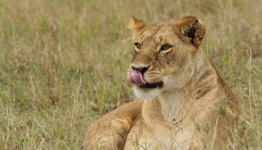 Queen Elizabeth National Park