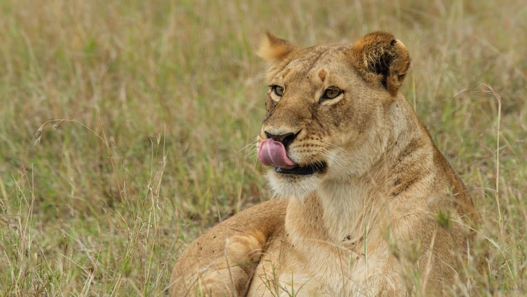 Queen Elizabeth National Park