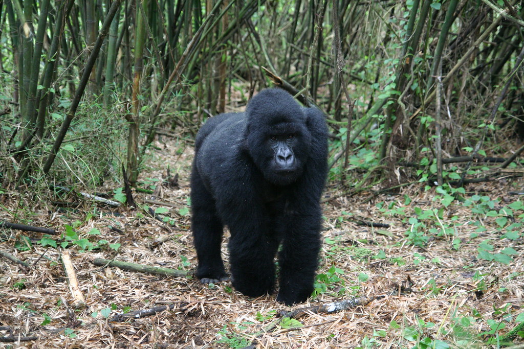 Rwanda