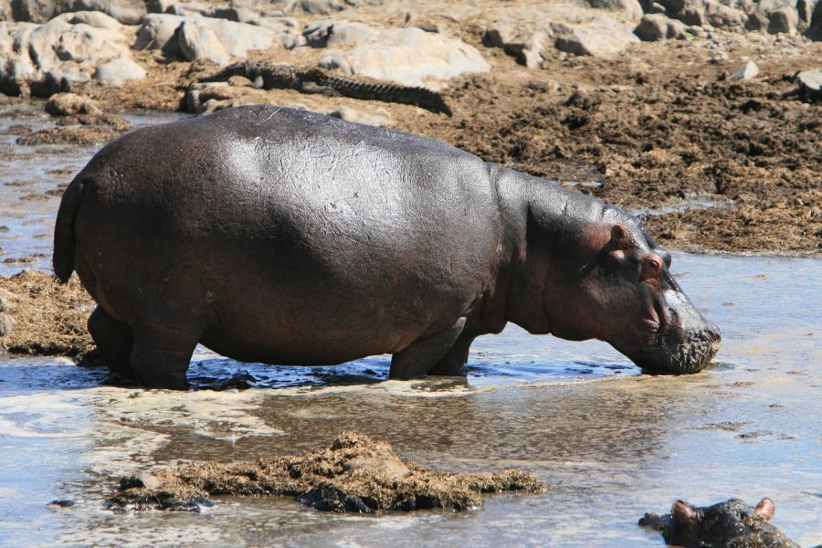 Serengeti
