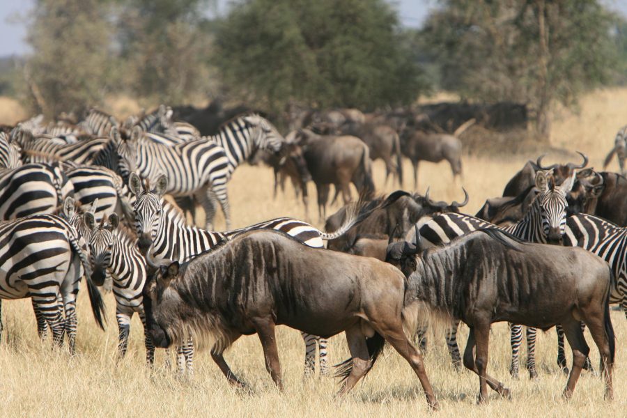 Serengeti