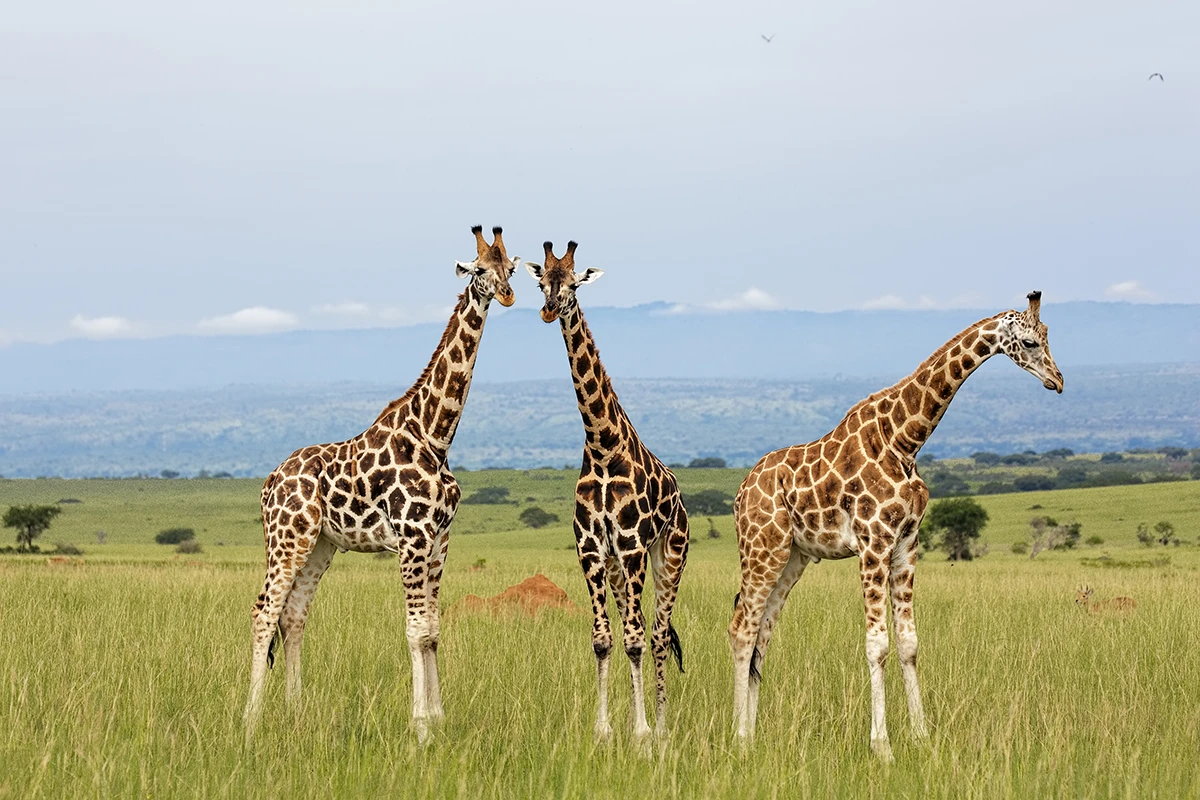 Uganda-safaris
