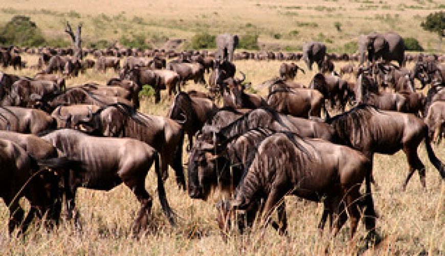 Great Wildebeest Migration Safari