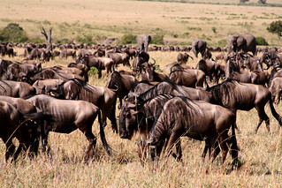 Great Wildebeest Migration Safari
