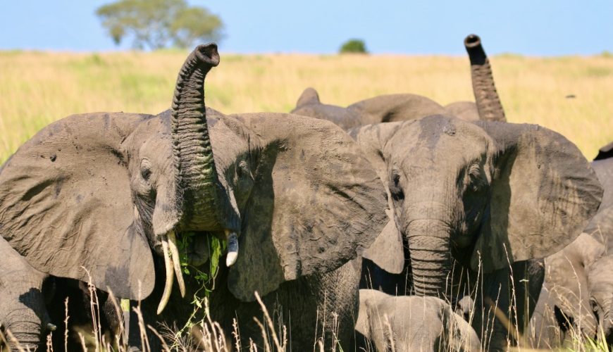 Uganda on a Budget Safari