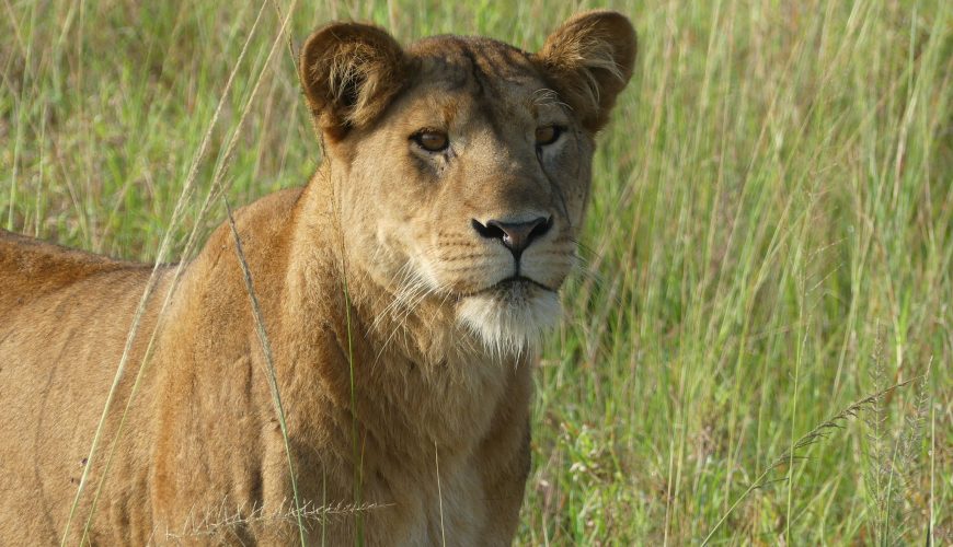 Top Attractions in Uganda