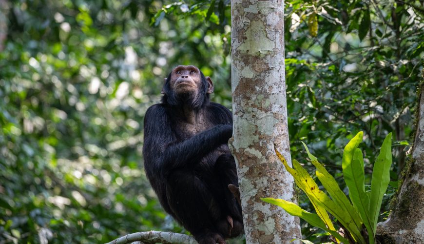 Experience Kibale National Park With Lero Safaris