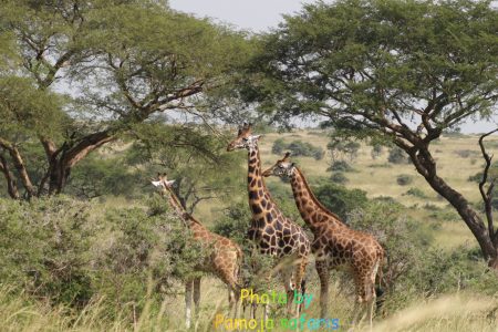 3-Day Murchison Falls Budget Adventure