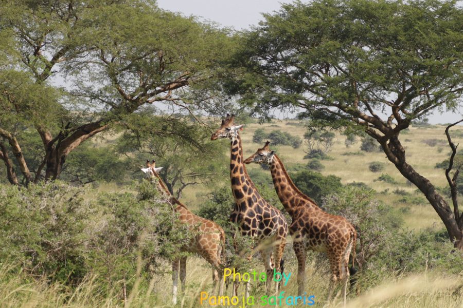 3-Day Murchison Falls Budget Adventure