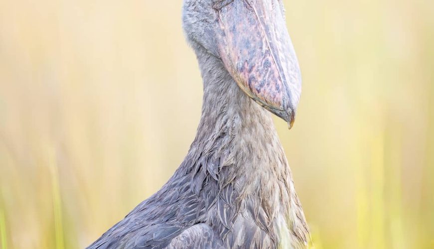 Why Uganda is a Top Travel Destination