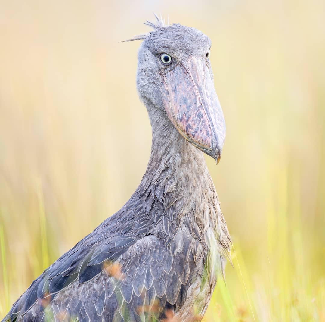 Why Uganda is a Top Travel Destination