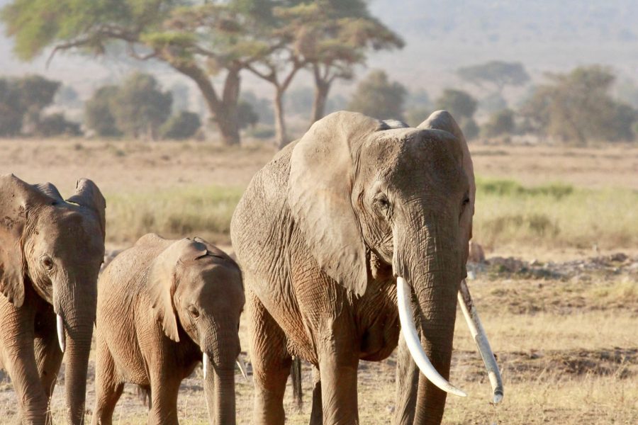 10 Days Kenya Wildlife Safari