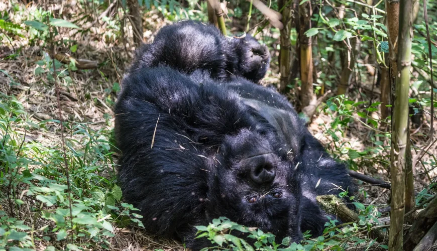 The aspect ratio for a resolution of 2047 by 1365 is approximately 1.5:1 (or 3:2), which is the same as a 3:2 aspect ratio often used for 35mm film and some digital photography. To find this, you divide the width (2047) by the height (1365), resulting in 1.500.