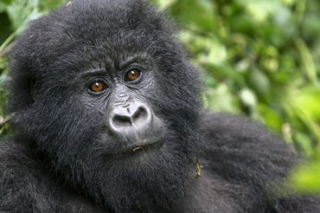 7 Days Rwanda Primate & Wildlife