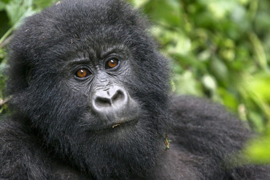 7 Days Rwanda Primate & Wildlife