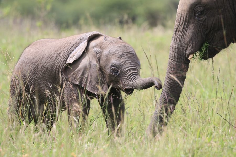 2-Day Murchison Falls Adventure