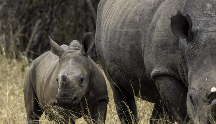 Ziwa Rhino Sanctuary