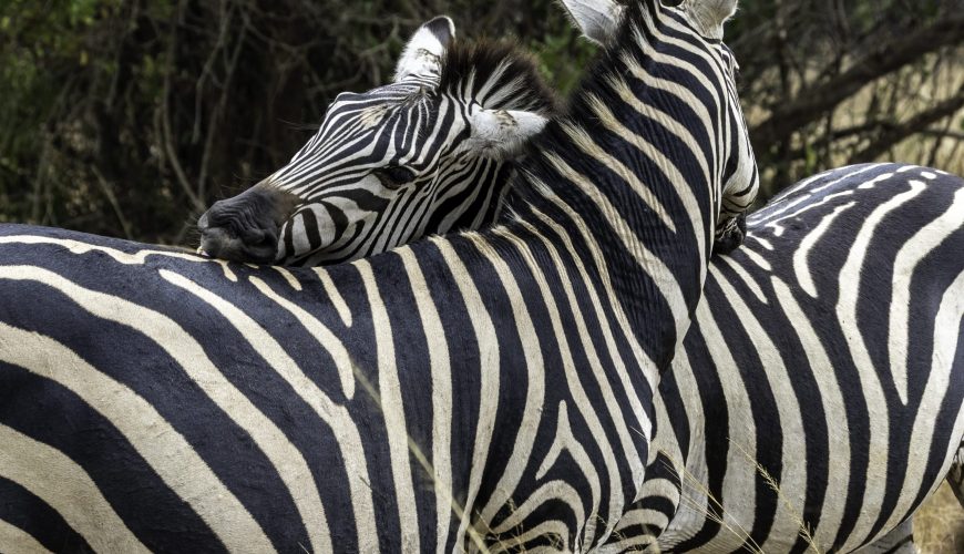 Akagera National Park