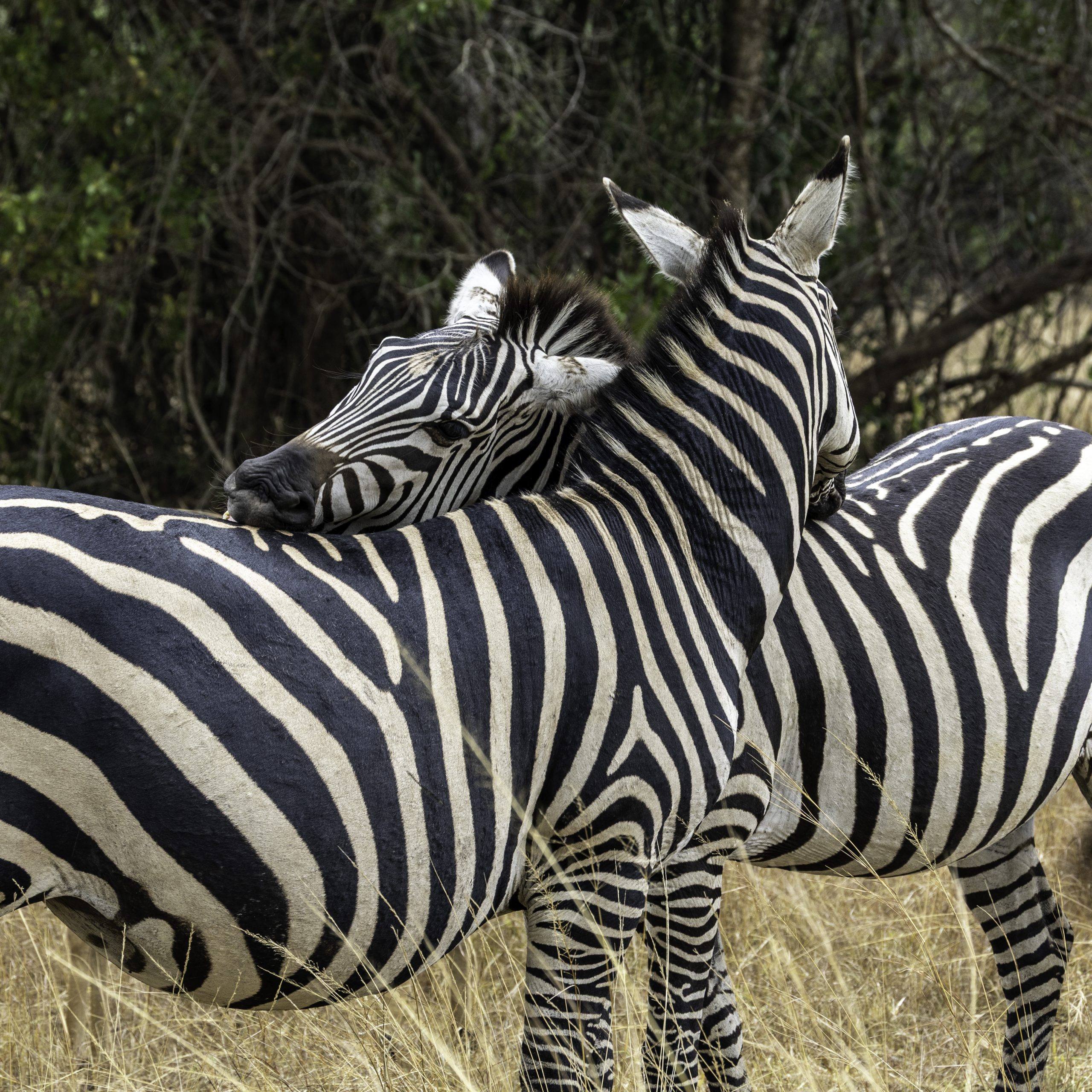 Akagera National Park